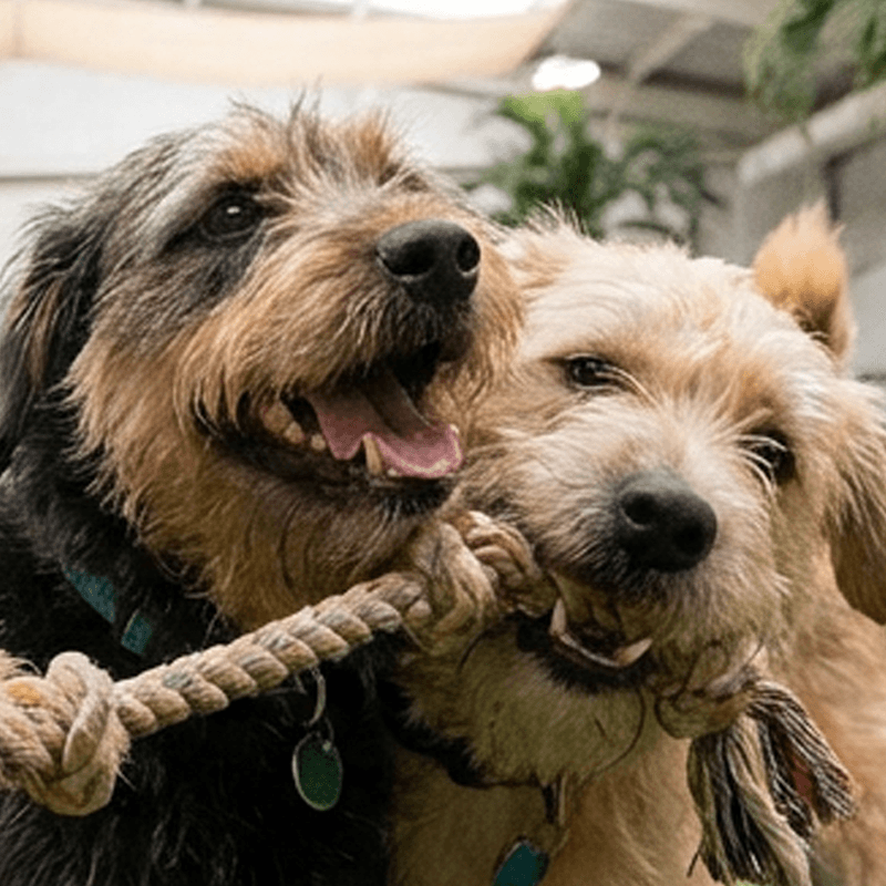 DubaiWoofs